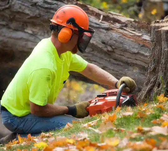 tree services Morrill